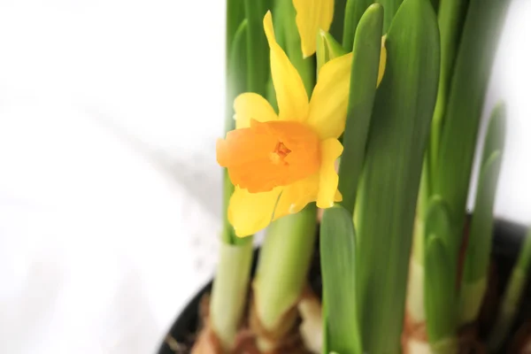 Spring daffodils decoration delicate background selective soft focus — Stock Photo, Image