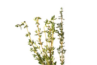 Beyaz arka plan üzerinde izole kekik