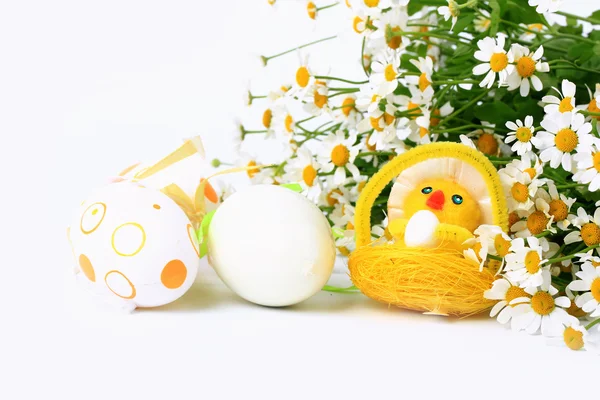 Wielkanoc jajko kurczak na tle wiosna stokrotki — Zdjęcie stockowe
