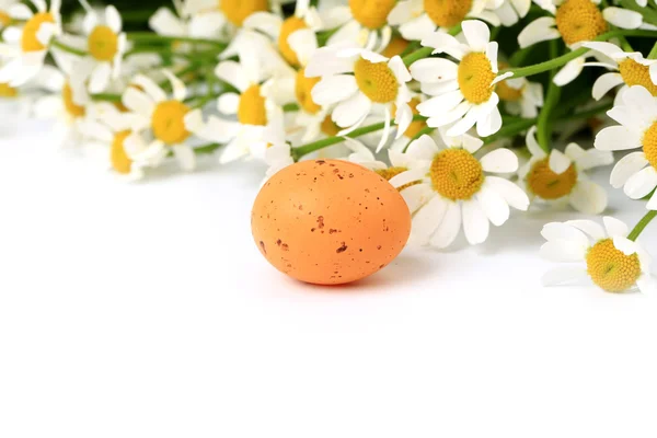 Easter egg on spring background daisy with blurred focus — Stock Photo, Image