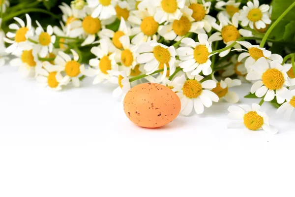 Пасхальное яйцо на весеннем фоне маргаритки с размытым фокусом — стоковое фото