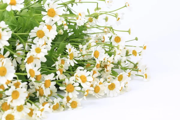 Daisy with soft focus on white background — Stock Photo, Image