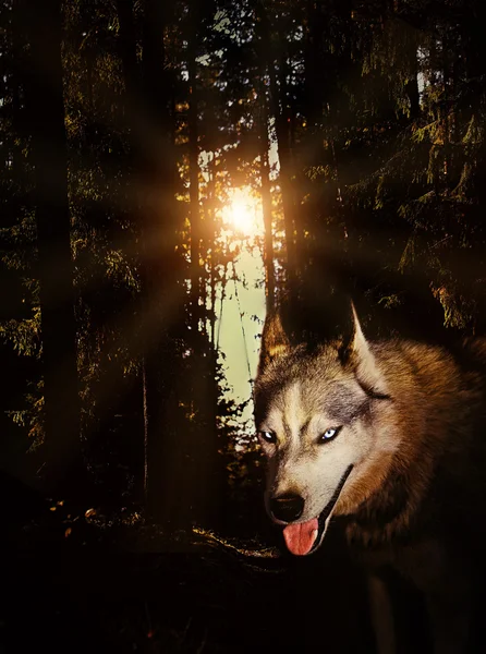 gece mistik grunge ay gizem, ormanda kurt