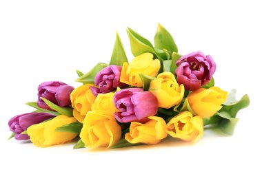 Beyaz bir arka plan üzerinde izole bahar laleler