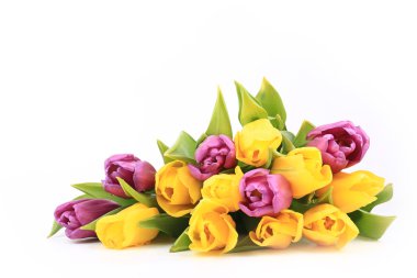 Beyaz bir arka plan üzerinde izole bahar laleler