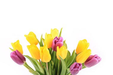 Beyaz bir arka plan üzerinde izole bahar laleler