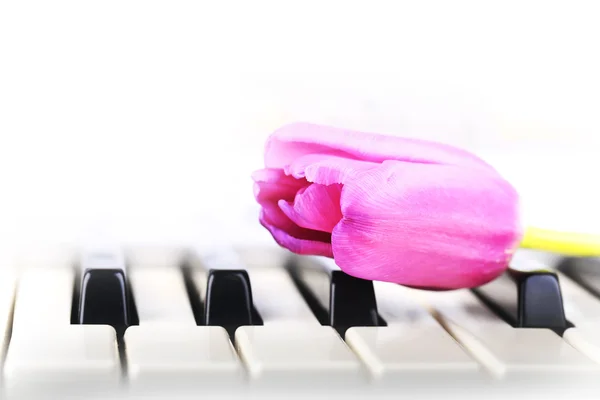 Piano llaves tulipán flores suave primavera retro vintage estilo música fondo — Foto de Stock