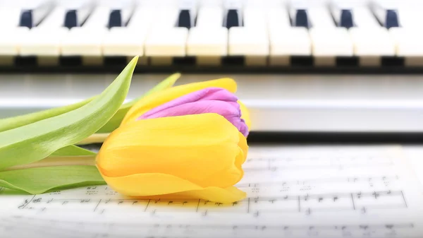 Pianotangenter tulpan blommor milda våren retro vintage stil musik bakgrund — Stockfoto