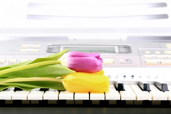 Pianotangenter tulpan blommor milda våren retro vintage stil musik bakgrund — Stockfoto