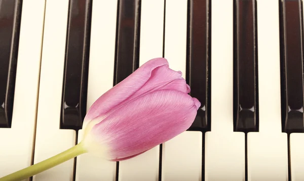 Piano keys Tulip flowers gentle spring retro vintage style music background — Stock Photo, Image