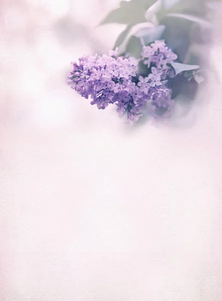Fondo suave de primavera borrosa malva con una rama de color lila — Foto de Stock