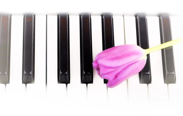 Υπόβαθρο μουσικής ρετρό στυλ vintage ήπια άνοιξη λουλούδια τουλίπα πλήκτρα πιάνου — Φωτογραφία Αρχείου