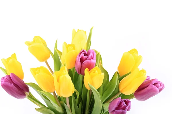Tulipany wiosną na białym tle na białym tle — Zdjęcie stockowe