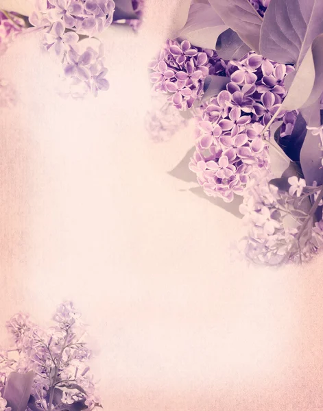 Нежный лиловый размытый весенний фон с веткой сирени в стиле ретро гранж, потрепанный шик — стоковое фото