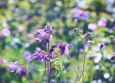 nazik çiçek arka plan bluebells bahar yaz bahçesinde