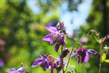 nazik çiçek arka plan bluebells bahar yaz bahçesinde