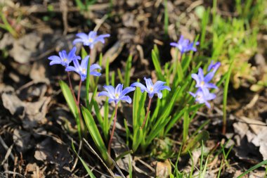 bahçede ilk erken Bahar çiçek