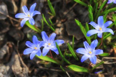bahçede ilk erken Bahar çiçek