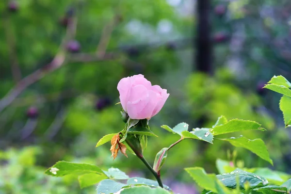 Ευγενής λουλουδάτο φόντο rosebud το καλοκαίρι στον κήπο την άνοιξη — Φωτογραφία Αρχείου