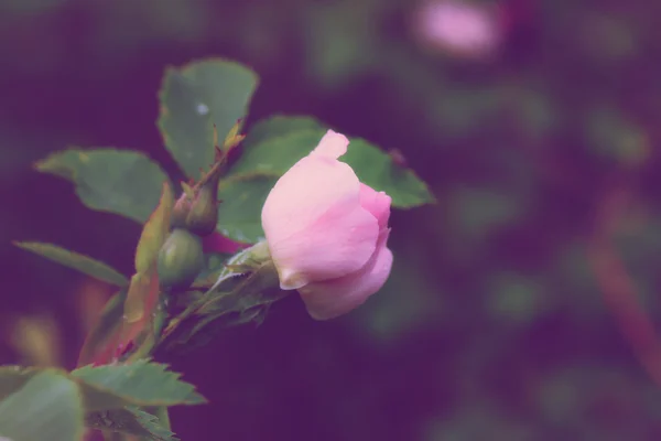 Blând fundal floral rosebud în grădină primăvară vară vară — Fotografie, imagine de stoc