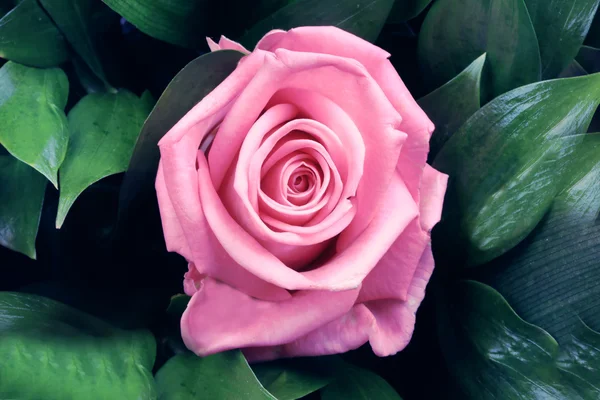 Pink rose flower romantic background — Stock Photo, Image