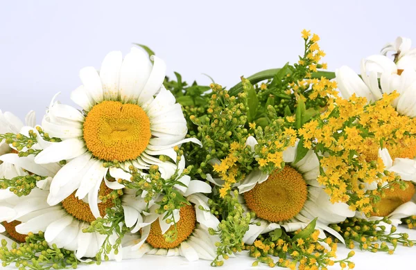Floral background of summer daisies spring flowers — Stock Photo, Image