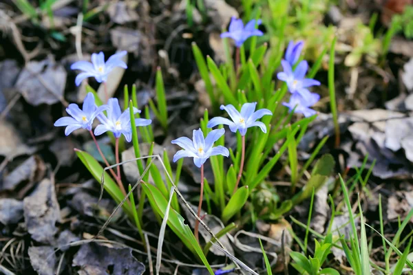 Перші ранні весняні квіти в саду — стокове фото