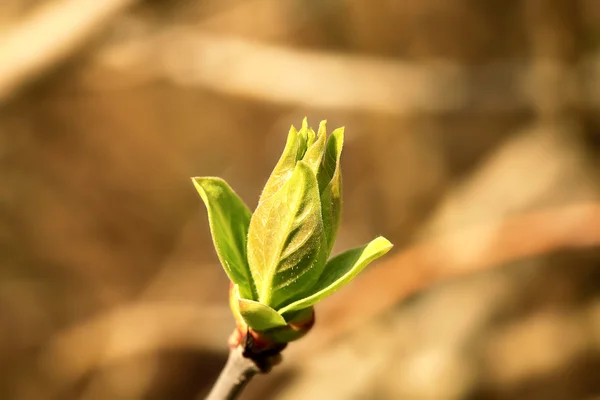 Zelený strom bude na jaře — Stock fotografie