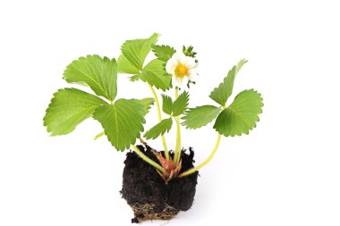strawberry seedlings isolated on white background sprout in the ground clipart