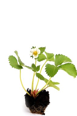 Çilek filizleri, beyaz arka planda, toprakta yalıtılmış.