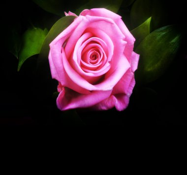 pembe Gül çiçek romantik arka plan