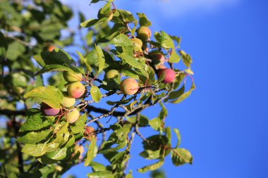 Bahçedeki ağaç üzerinde Erik