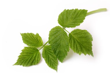 Beyaz arka plan üzerinde izole ahududu yaprağı dal