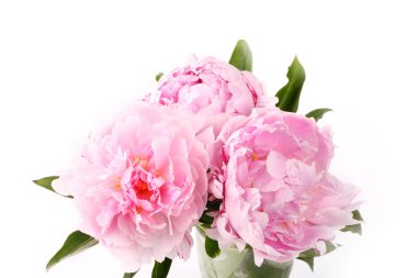 Pembe şakayık beyaz arkaplanda izole edilmiş