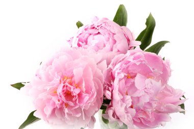 Pembe şakayık beyaz arkaplanda izole edilmiş