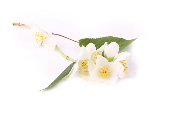 Ág jázmin virágok elszigetelt fehér háttér — Stock Fotó