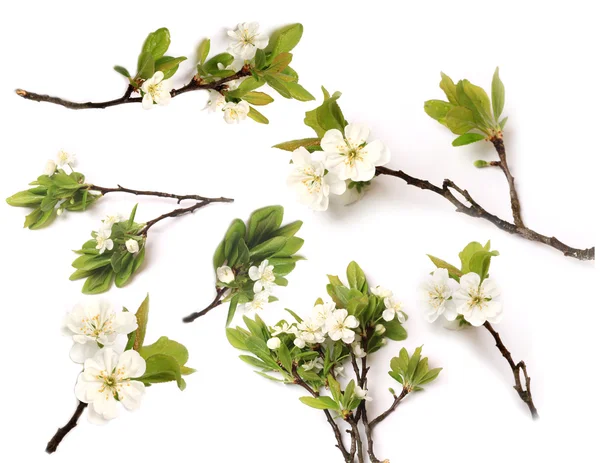 Set branch apple plum pear tree blooming isolated on white background top view of a flat lying — Stock Photo, Image