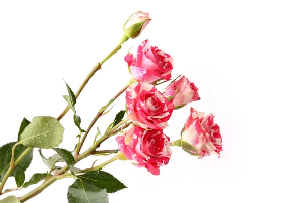 Arbusto Rosas isoladas sobre fundo branco — Fotografia de Stock