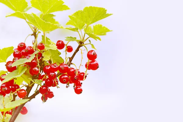 Wazig zomer achtergrond rode bessen bush in de tuin van selectieve aandacht op een BES — Stockfoto