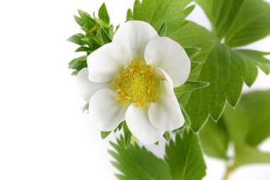 Beyaz arka plan üzerinde izole yabani çilek Çilek çiçekler