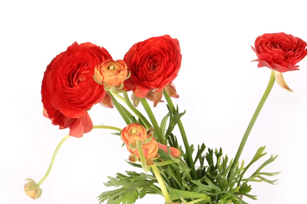 Beyaz arka plan üzerinde izole tipik çiçekler — Stok fotoğraf