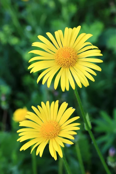 Flor amarela no fundo da primavera jardim — Fotografia de Stock