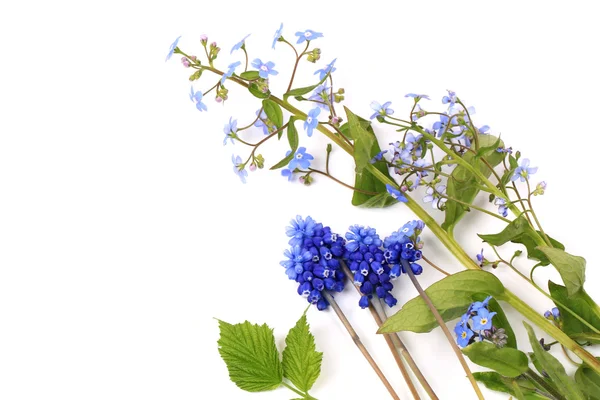 Muscari isoliert auf weißem Hintergrund Frühling Zusammensetzung — Stockfoto