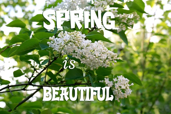 Witte Lila op de achtergrond van de tuin voorjaar met zachte selectieve aandacht — Stockfoto