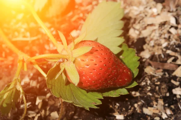 Maturazione fragola giardino letto cortile — Foto Stock