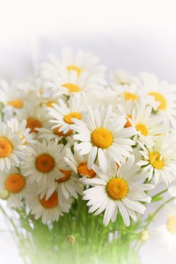 beyaz bir arka plan Bahar kompozisyon papatyalar buketi