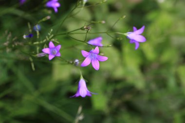 çiçek arka plan bulanık çayır yaz gün
