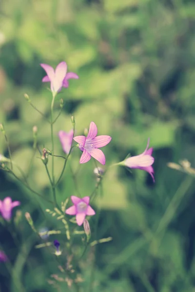 Fondo floral borrosa pradera día de verano — Foto de Stock