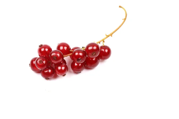 Ripe red currant isolated on a white background — Stock Photo, Image