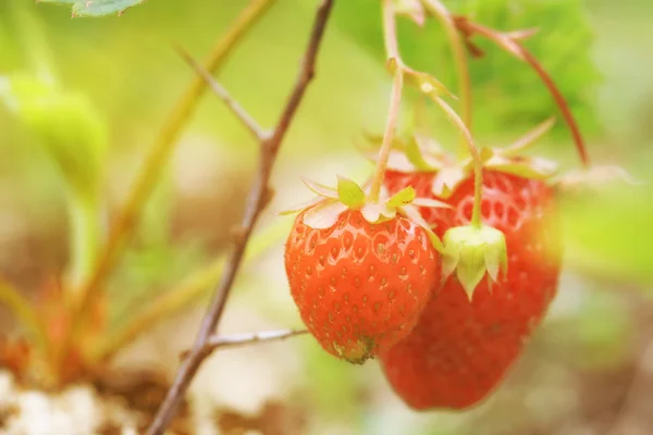 Fraises mûres poussant dans le jardin ensoleillé journée d'été — Photo